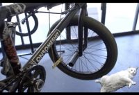 CATS DIG WORKING ON BMX BIKES