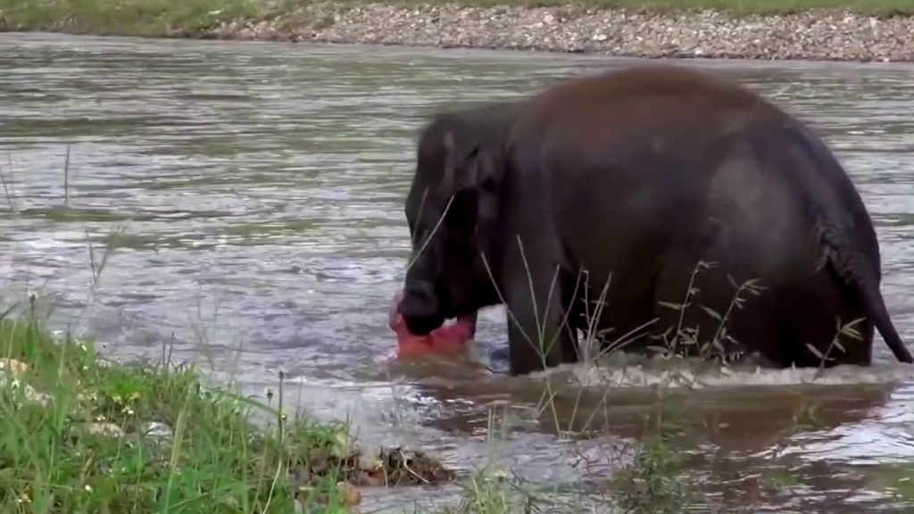 Elephants - A mans best friend