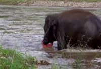 Elephants - A mans best friend