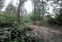 Mountain bike berms