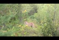 What A Courageous Man A Bike Man Stood His Ground To Save Himself From A Prowling Mountain Lion What A Courageous Man A Bike Man Stood His Ground To Save Himself From A Prowling Mountain Lion