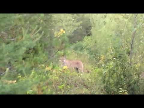 What A Courageous Man  A Bike Man Stood His Ground To Save Himself From A Prowling Mountain Lion