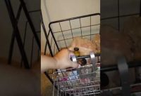 Folding Rear Bike Basket Wire Mesh Fold Up Detchable Front Bag Rear Hanging Bike Basket Bicycle Bag