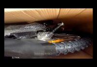 Y Electric Dream Bike F207 Delivered in this Box