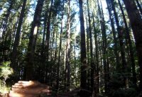 Duthie Hill Mountain Bike Park July 30, 2011